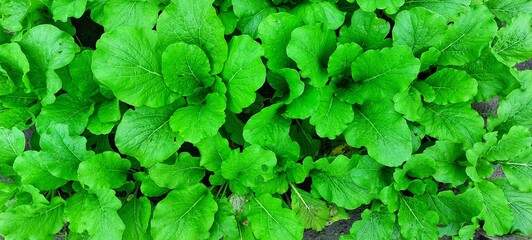 fresh mustard greens