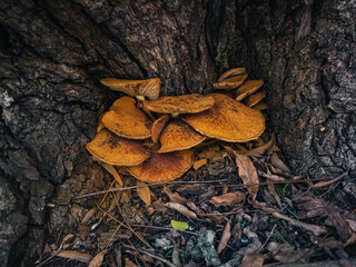 Mushrooms in the park