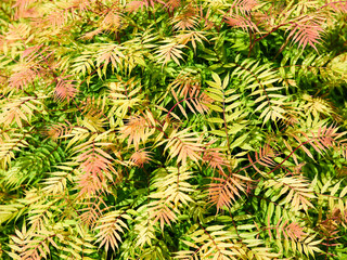 Plant Texture of small yellow-green dense leaves