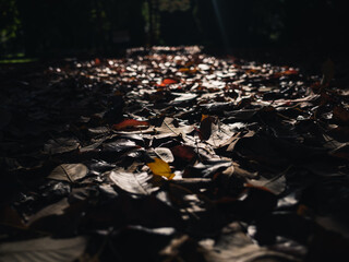 autumn leaves on the ground