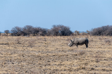 A solitary dehorned Black Rhinoceros - Diceros bicornis occidentalis- grazing in Etosha National Park, Namibia. Black Rhinos are critically endangered due to poaching. Their horn is removed in order