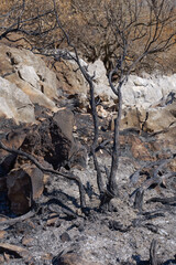 Nach dem Waldbrand in Spanien