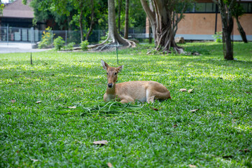 deer sleeping on green grass. Relaxing deer.