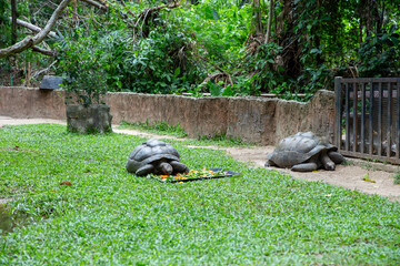 Naklejka premium Feed food to turtle in Khao Kheow Open Zoo