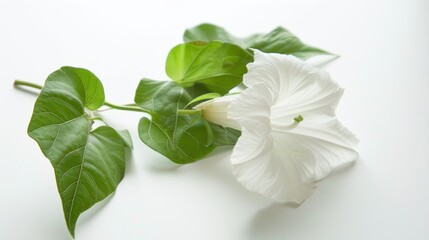 White morning glory flower with green leaves on a white background.