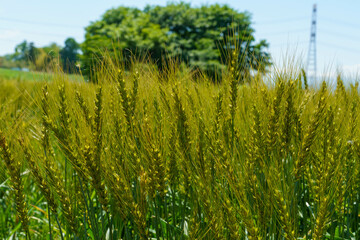 風に揺れる麦の穂