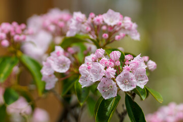 日差しを浴びたアメリカシャクナゲ