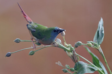 A pin-tailed parrotfinch is eating Job's tears seeds. This beautiful, rainbow-colored bird has the...