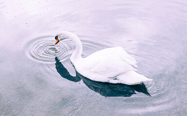 Fototapeta premium swan in the water