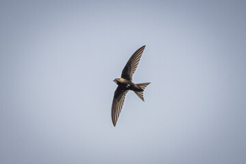 swallow
