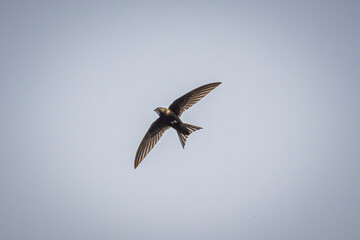 swallow