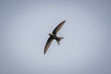 swallow