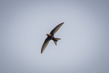 swallow