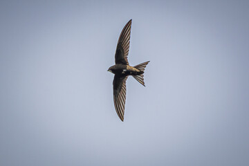 Fototapeta premium swallow