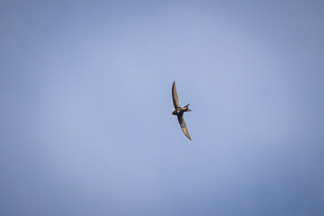 swallow