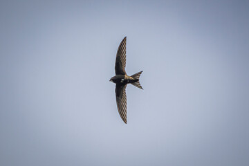 swallow