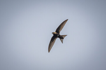 Obraz premium swallow