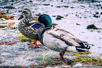 duck in the pond