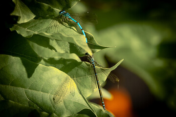 Die Hufeisen-Azurjungfer
Die Hufeisen-Azurjungfer (Coenagrion puella) ist eine Libellenart aus der...
