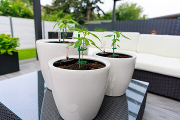 Marihuana Cannabis Outdoor Eigenanbau