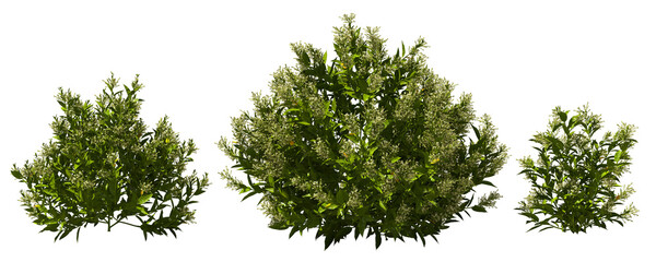 night jasmine shrub blooming bush plants hq arch viz cutout