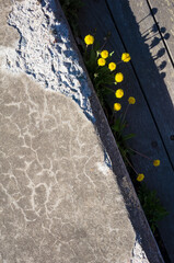 Gray rough concrete wall pattern and freshly blossomed delicate yellow dandelion flowers illuminated by sunlight casting shadow on a wooden surface background