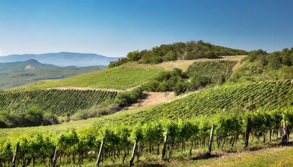 Naklejka premium A picturesque vineyard on rolling hills under a clear blue sky. 