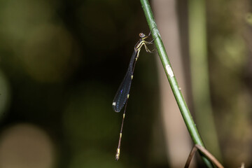 Pied Reedtail (Protosticta gravelyi )
