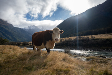 Hereford beef cow in New Zealand mountain landscape