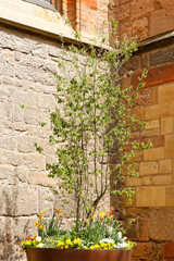 Naklejka premium Arbre et pierre devant l'église