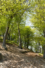 Randonnée en forêt