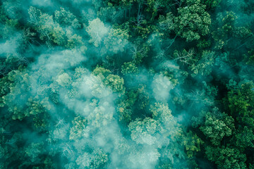 Fototapeta premium Aerial View of Misty Forest Canopy in Dawn Light