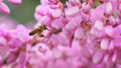 Bee collects pollen from violet wisteria flowers