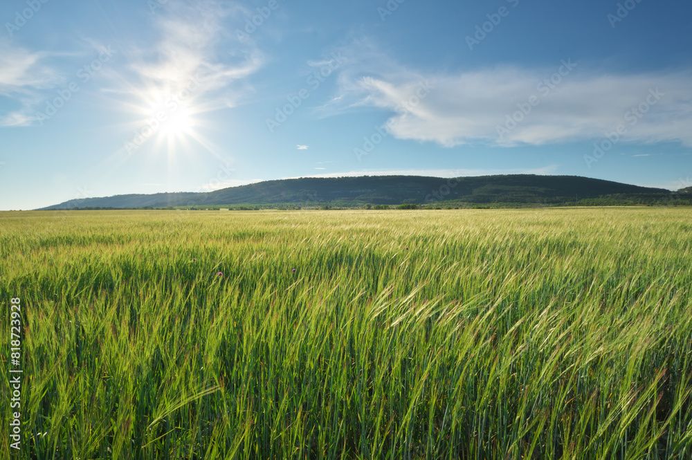 Wall mural Meadow of green wheat in mountain.