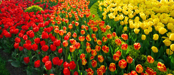 Colorful tulips flowers.