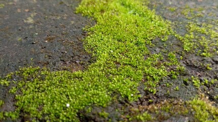 Natural Texture: Moss Growing on Stone