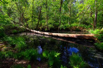 The Marcou pond in Fontainebleau forest
