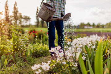 Woman watering anemones with watering can in spring garden. Gardener taking care of flowers at sunset © maryviolet