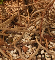 Roots of Philodendron bipinnatifidum plant in the garden. Green background of lacy tree philodendron, horsehead philodendron or selloum.