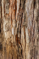bark of a tree close up