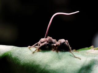 Cordyceps fungus infected ant © jojo