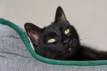 Schwarzer Hauskater liegt entspannt in seinem Katzenbett