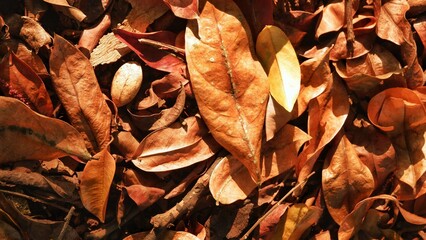 an abstract of fallen leaves scattered on the brown ground. a collection of old leaves as a background or other function.