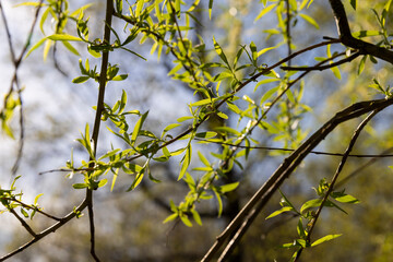 beautiful new willow foliage in sunny weather