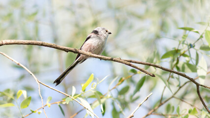 bird on a branch