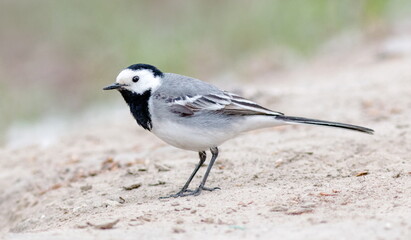 white wagtail on the beach