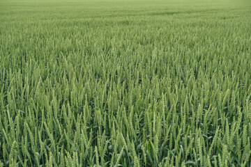 Vast wheat field in cloudy weather, ripening cereals on a local farm, the importance of caring for...