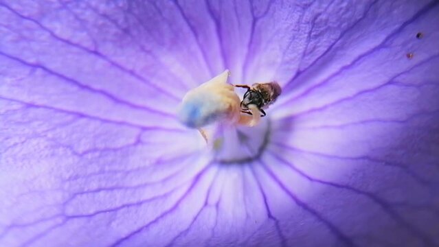 Bee Collecting Pollen: Macro Footage of Tetragonula iridipennis on Flower Pollinating.
Known as The Indian stingless bee, dammar bee.