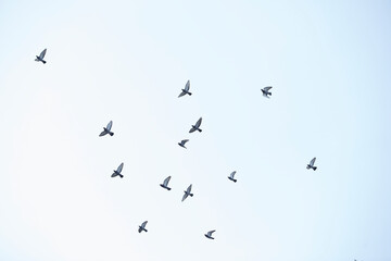 空を飛ぶ鳩の群れ