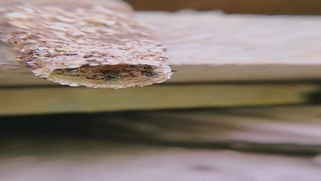 Bee bringing plant resins or wax: Macro Footage of Tetragonula iridipennis.
Known as The Indian stingless bee, dammar bee.
